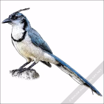 White-Throated Magpie-Jay drawing