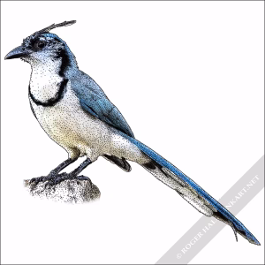 White-Throated Magpie-Jay drawing