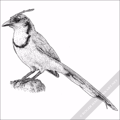 White-Throated Magpie-Jay - Signed Fine Art Print - Image 2