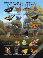 Butterflies and Moths of San Mateo County, California poster print