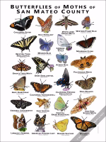 Butterflies and Moths of San Mateo County Poster Print - Image 2