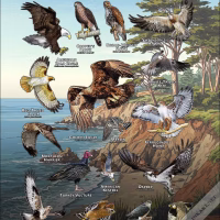 Diurnal Raptors of the San Mateo Couunty poster print