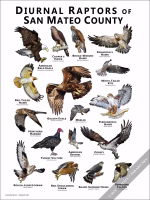 Diurnal Raptors of San Mateo County Poster Print - Image 2
