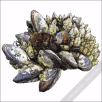 Gooseneck Barnacles and California Mussels drawing