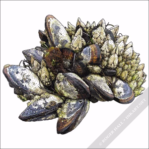 Gooseneck Barnacles and California Mussels drawing