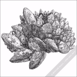 Gooseneck Barnacles & California Mussels - Signed Fine Art Print - Image 2
