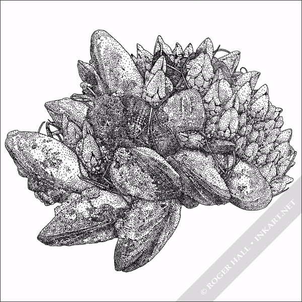 Gooseneck Barnacles & California Mussels - Signed Fine Art Print - Image 2