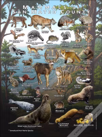 Mammals of San Mateo County, California poster print