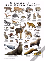 Mammals of San Mateo County Poster Print - Image 2