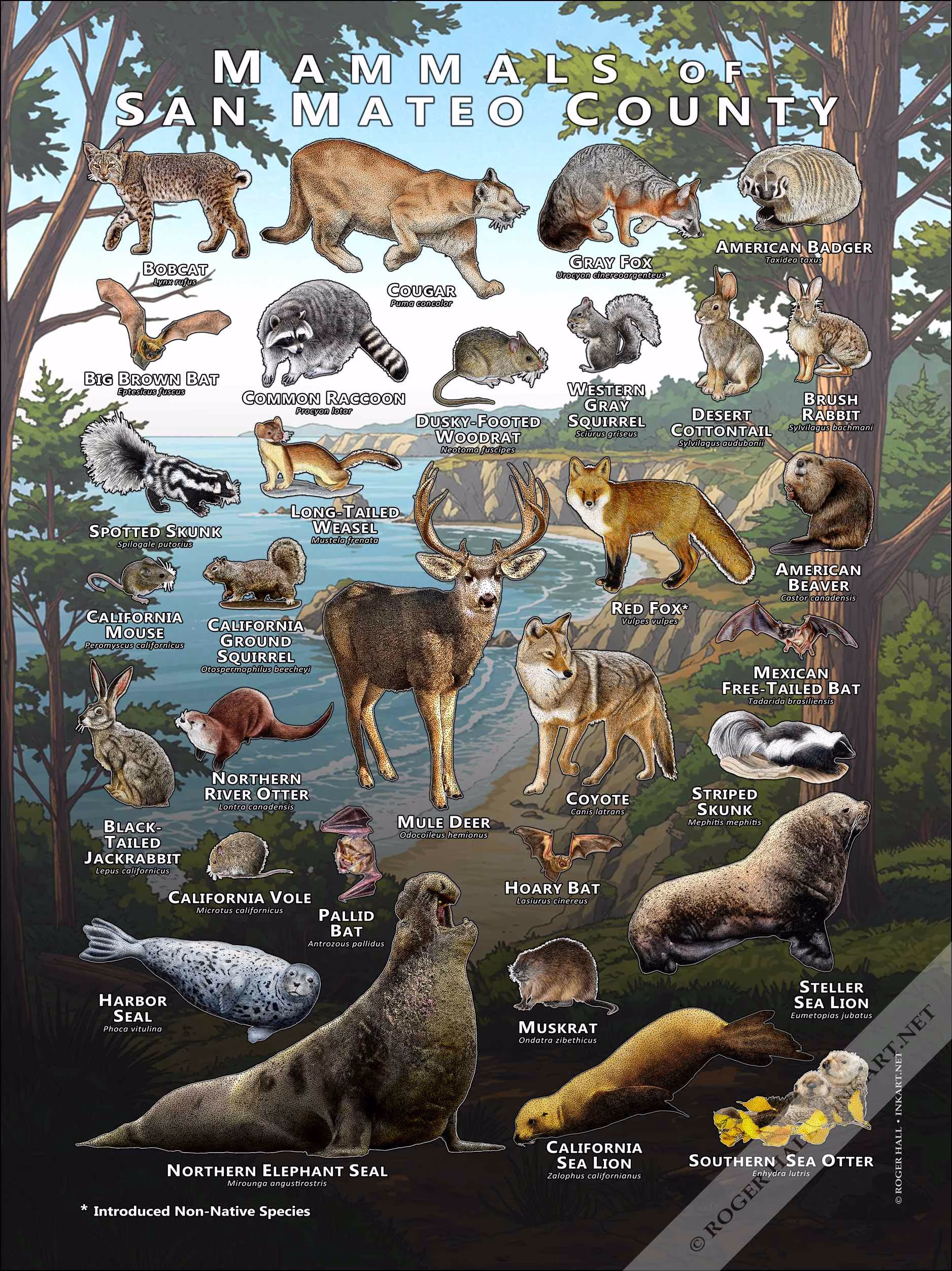 Mammals of San Mateo County Mammals of San Mateo County, California poster print