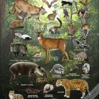Mammals of the Oaxaca Lowlands poster print