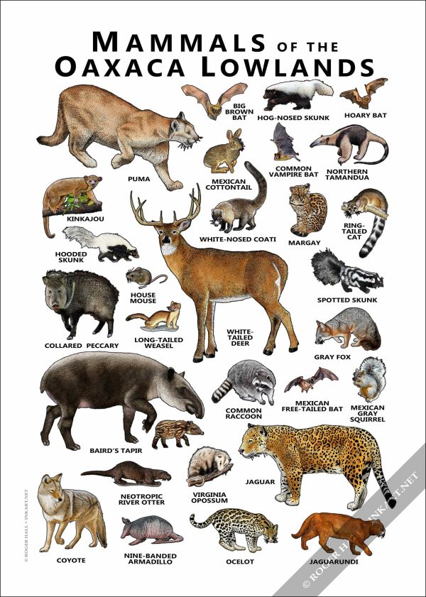 Mammals of the Oaxaca Lowlands Poster Print - Image 2