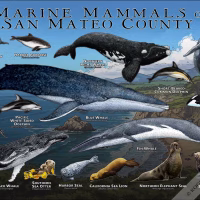 Poster design featuring various species of marine mammals found in the area of the San Mateo County coastline in California