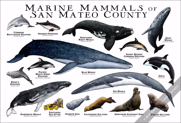 Marine Mammals of San Mateo Poster Print - Image 2