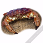 Pacific Rock Crab - Signed Fine Art Print