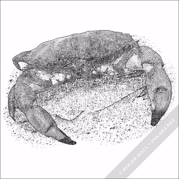 Pacific Rock Crab - Signed Fine Art Print - Image 2