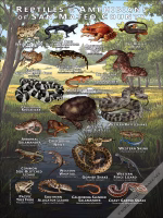 Reptiles & amphibians of San Mateo County poster