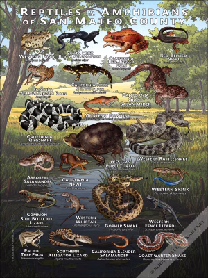 Reptiles & amphibians of San Mateo County poster