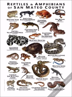 Reptiles & Amphibians of San Mateo County Poster Print - Image 2