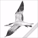 Royal Tern - Signed Fine Art Print - Image 2