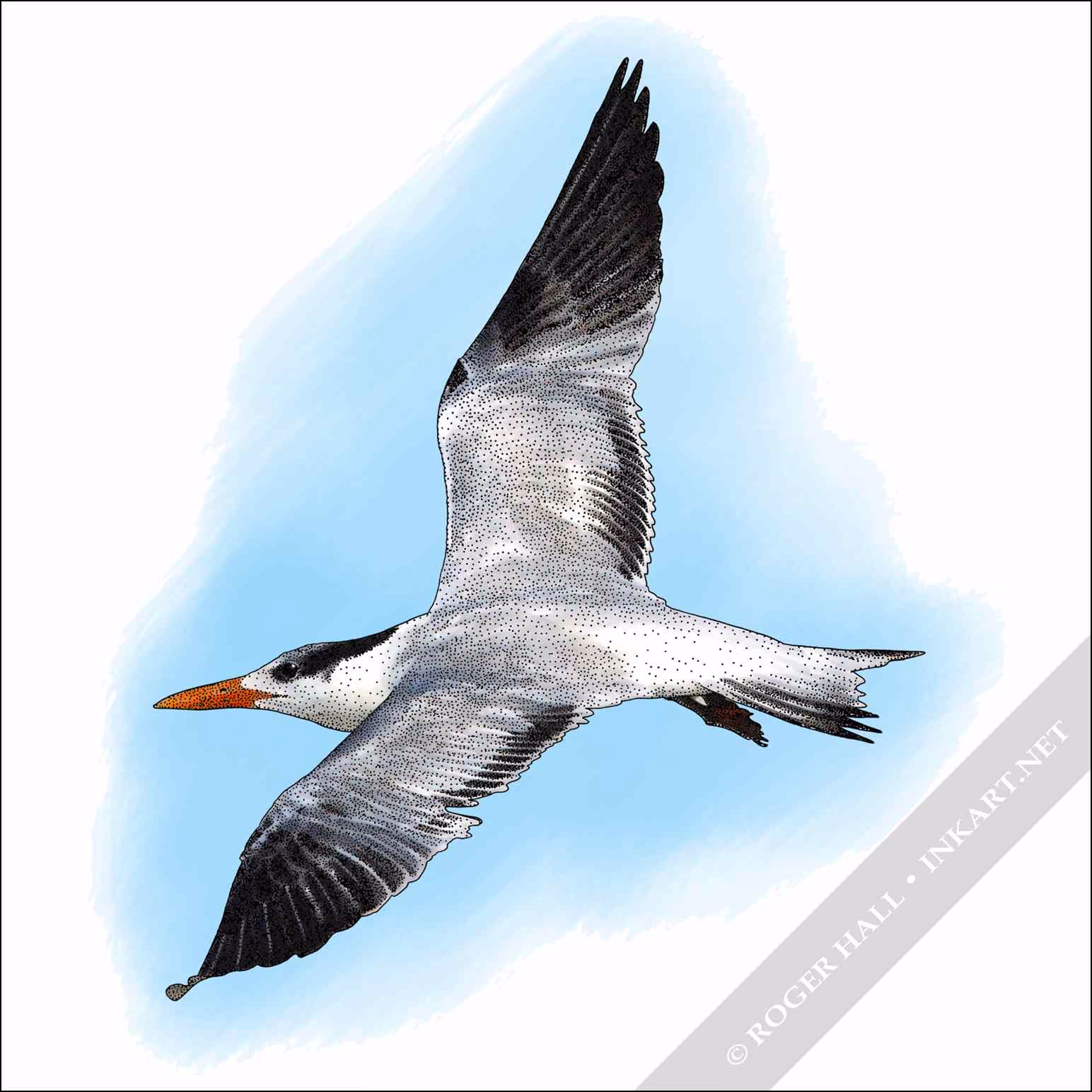 Royal Tern Royal Tern - Signed Fine Art Print - Image 1