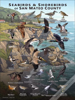 Seabirds & Shorebirds of San Mateo County poster print