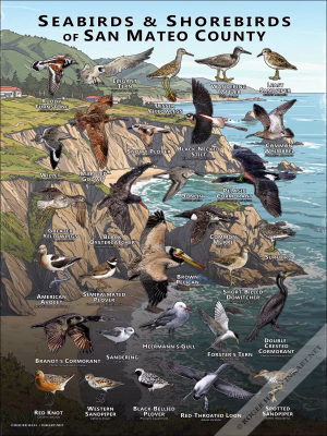 Seabirds & Shorebirds of San Mateo County poster print