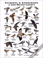 Seabirds & Shorebirds of San Mateo Poster Print - Image 2