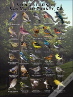 Songbirds of San Mateo County poster print