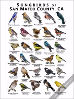Songbirds of San Mateo County Poster Print - Image 2
