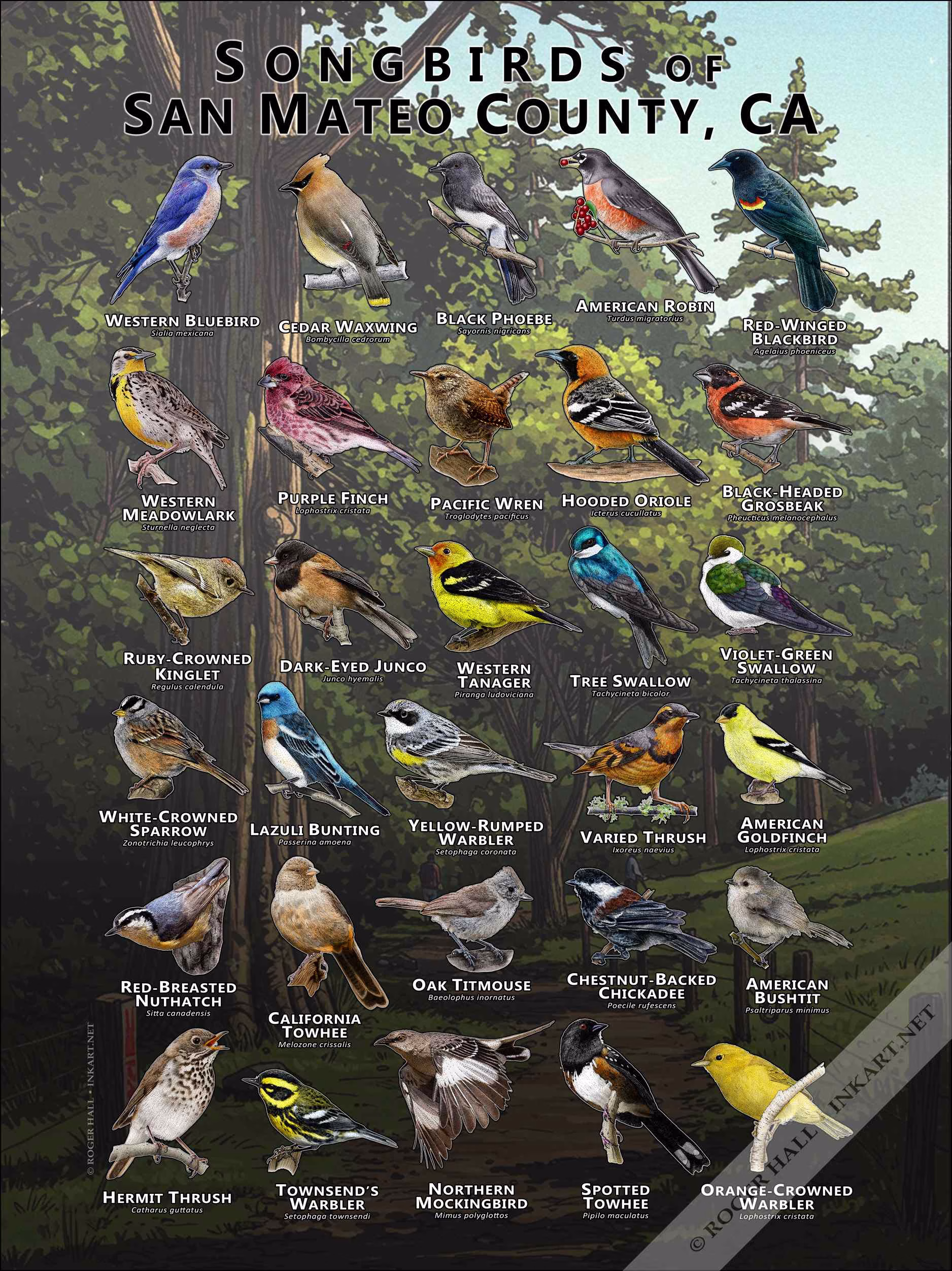 Songbirds of San Mateo County Songbirds of San Mateo County poster print