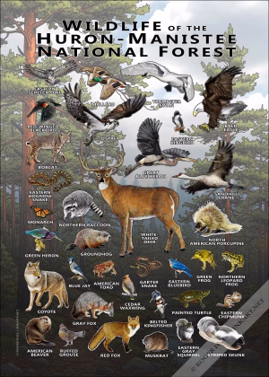 Wildlife of the Huron-Manistee National Forest poster print