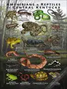 Reptiles & amphibians of Central Kentucky poster