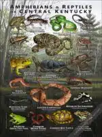Reptiles & amphibians of Central Kentucky poster