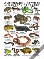 Amphibians & Reptiles of Central Kentucky Poster Print - Image 2