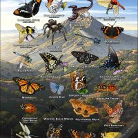 Arachnids & Insects of Mount Diablo State Park poster print