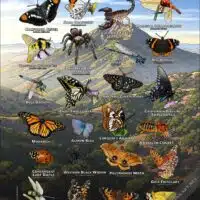 Arachnids & Insects of Mount Diablo State Park poster print