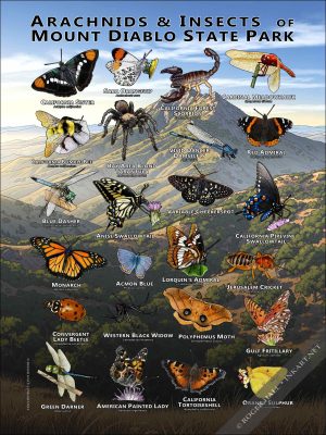 Arachnids & Insects of Mount Diablo State Park poster print