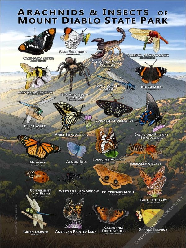 Arachnids & Insects of Mount Diablo State Park Poster Print
