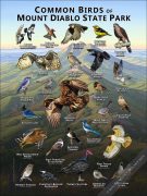 Common Birds of Mount Diablo State Park poster print
