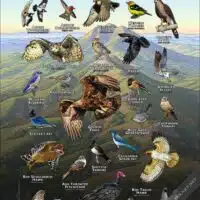 Common Birds of Mount Diablo State Park poster print