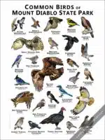 Common Birds of Mount Diablo State Park Poster Print - Image 2