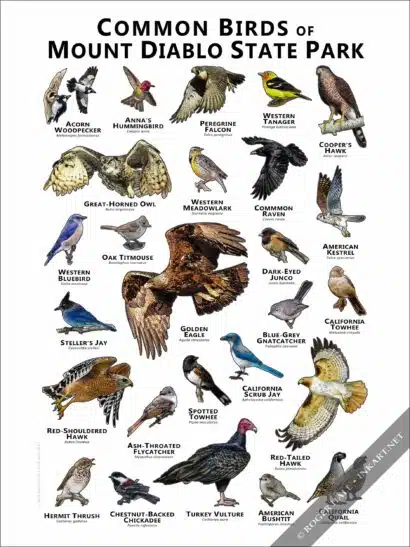 Common Birds of Mount Diablo State Park Poster Print - Image 2
