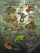 Constrictor Snakes of the World poster print