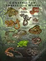 Constrictor Snakes of the World poster print