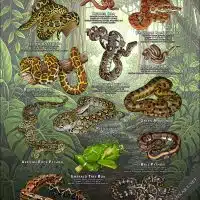 Constrictor Snakes of the World poster print