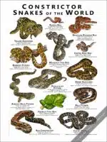 Constrictor Snakes of the World Poster Print - Image 2