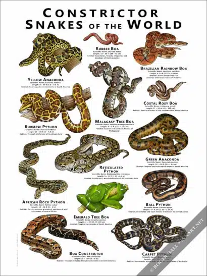 Constrictor Snakes of the World Poster Print - Image 2