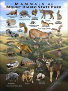 Mammals of Mount Diablo State Park poster print