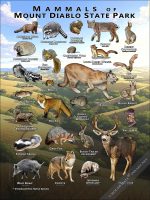 Mammals of Mount Diablo State Park poster print